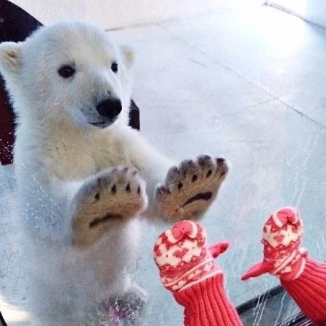Живность из сети