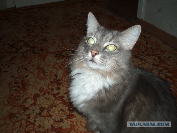 Уррааа! Котовторник на ЯПлакалъ!