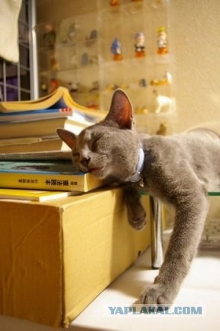Котовторник на 03.02.2009