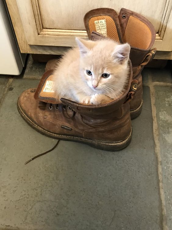 Прикольных котов пост