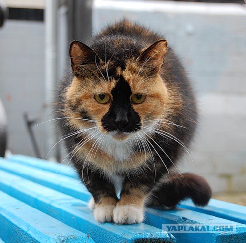 И снова во вторник - котовторник