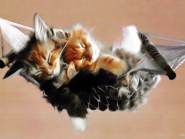 Котовторник на середину июня