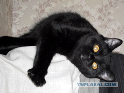 Котовторник с Кузей