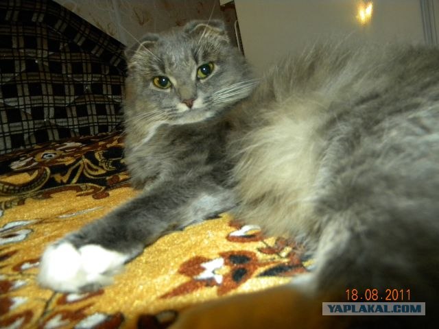 Сонный Котовторник