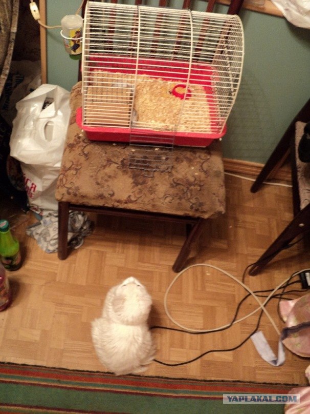 Котовторник!