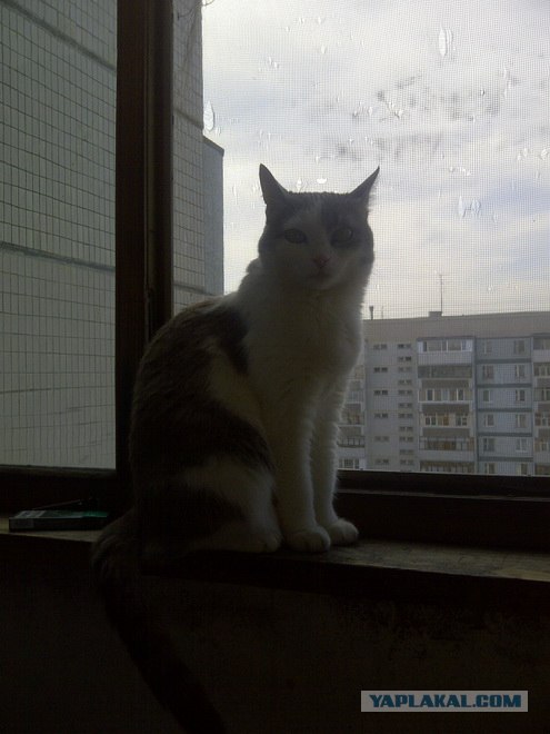 Котовторник 24.04.2012