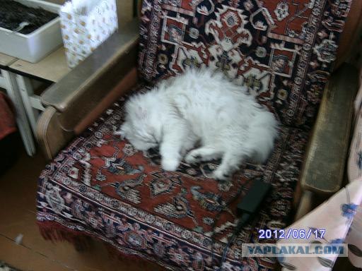 Котовторник  19.06.2012