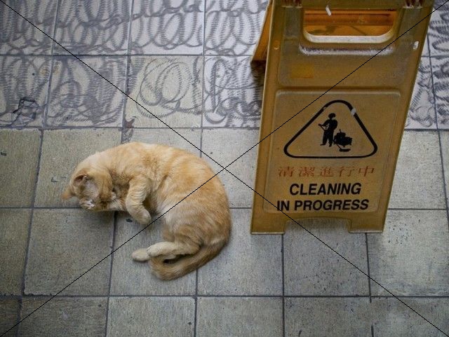 Прикольных котов пост