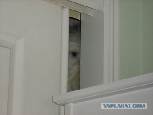 Дома никого нет!