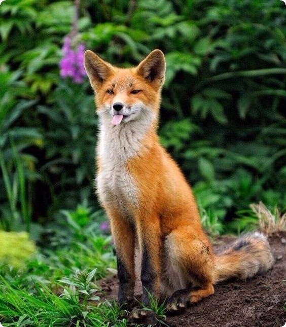 Живность из сети