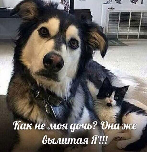 Будешь папой?