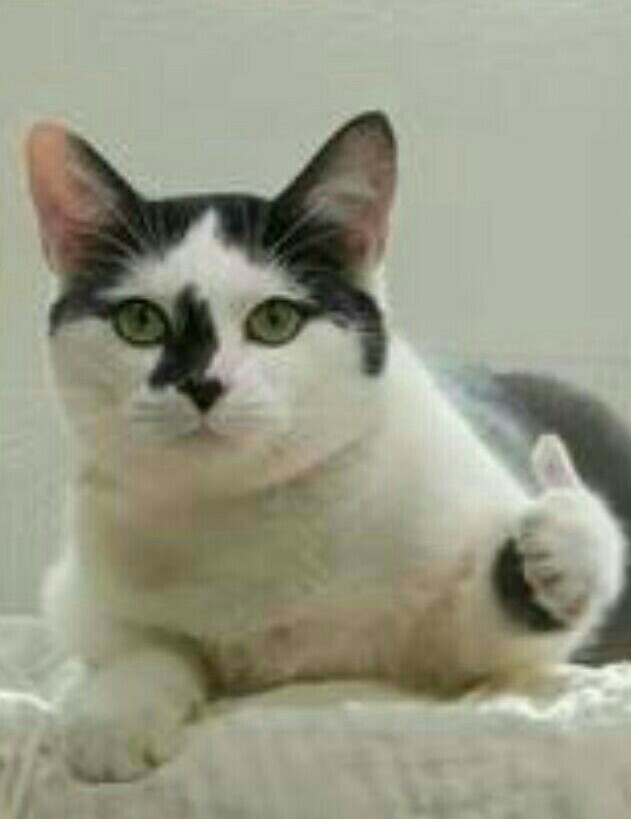 Котозавр
