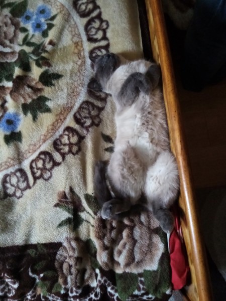 Котовторник (свои добавляем)