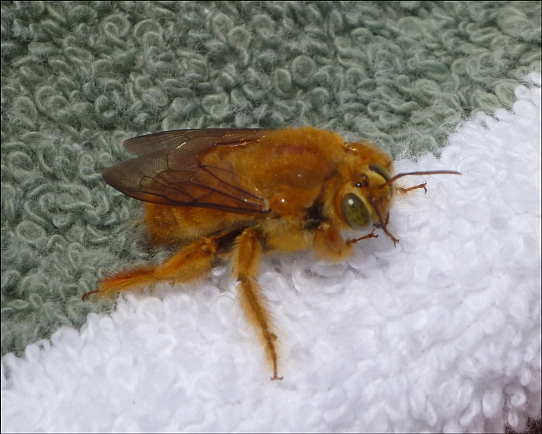 Норвегия глазами Ёлкина