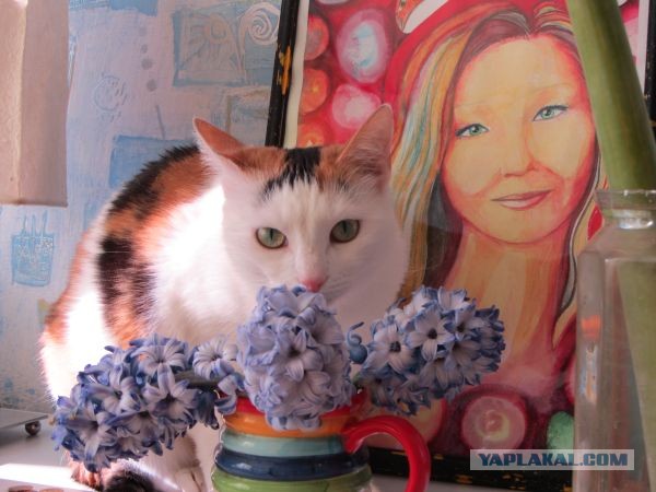 Котовторник  19.03.2013
