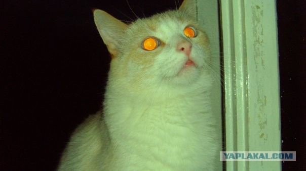 Котовторник 23.04.2013