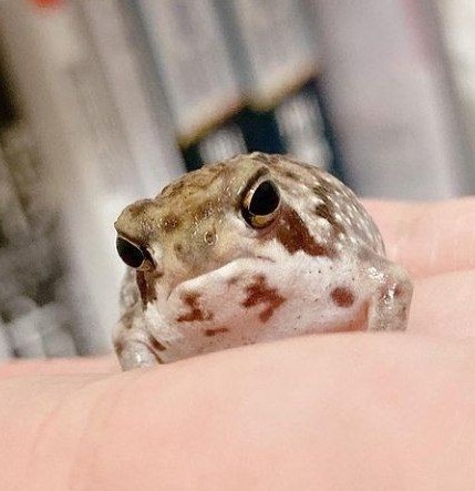 Фото с животными, на которые вы посмотрите дважды