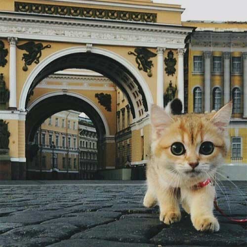 Так всякие картинки