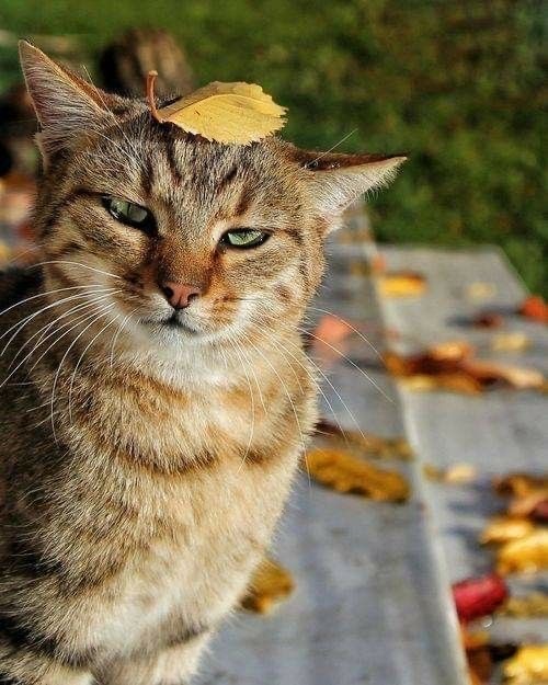Осенний кот