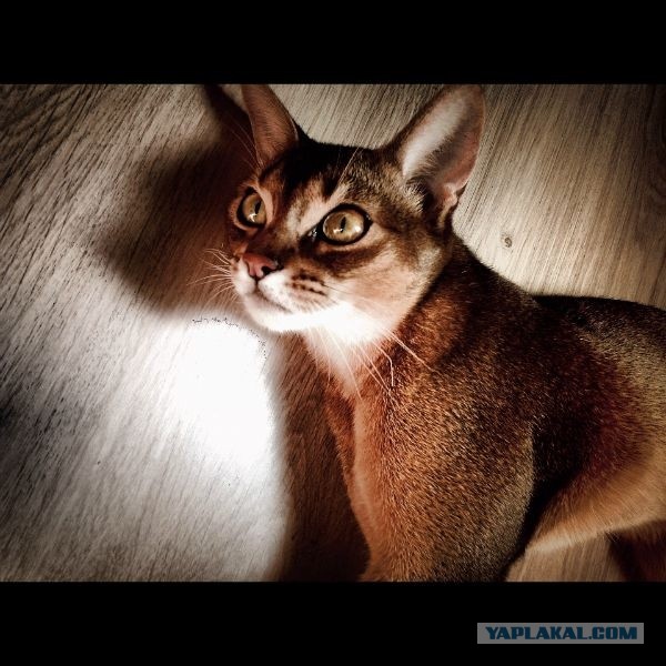 Котовторник 23.07.2013