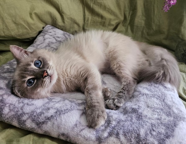 Котики в добрые руки