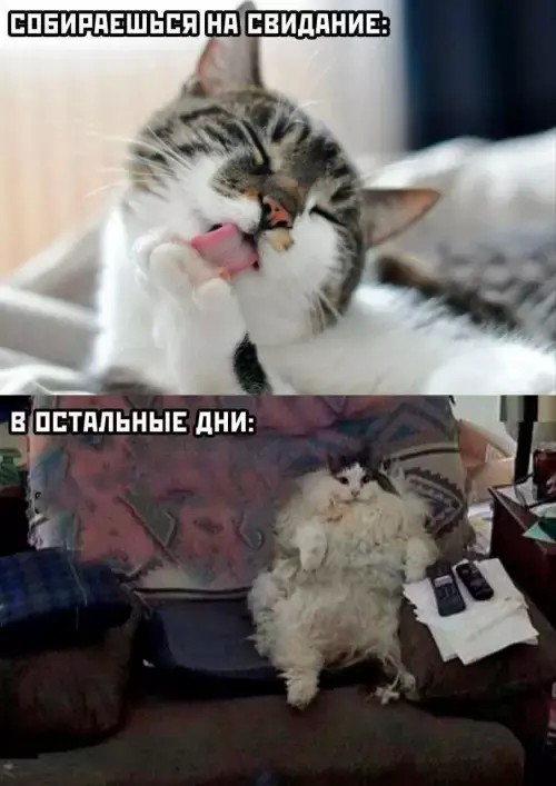 Веселые картинки в понедельник (03.08)