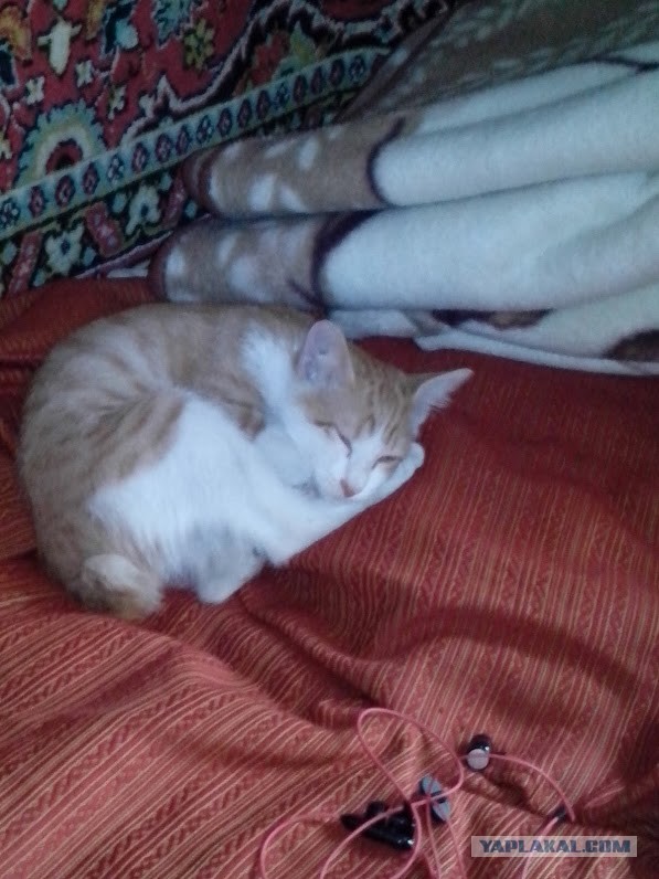 Котовторник 8.10.2013