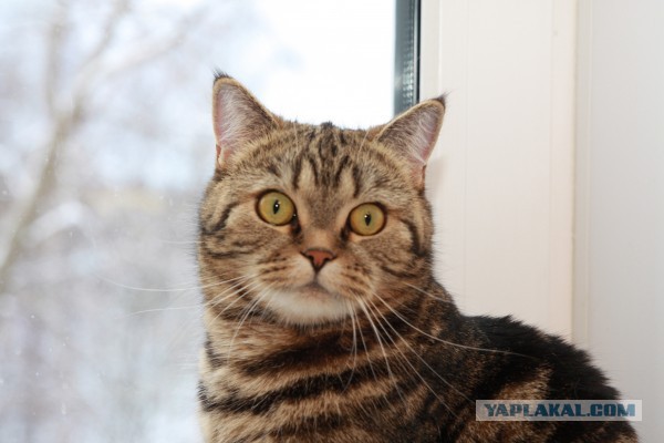 Котовторник  10.12.2013