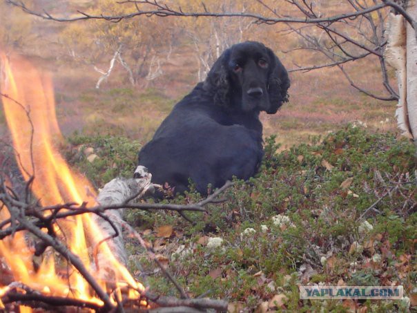Что такое собака в доме
