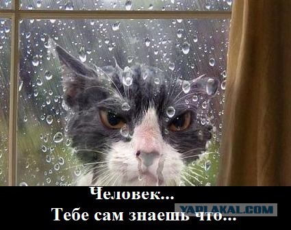 Не совсем удачные фотографии животных