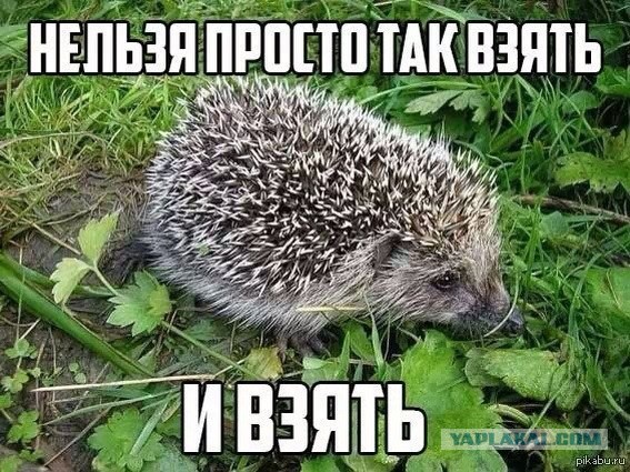 Комментарии из социальных сетей