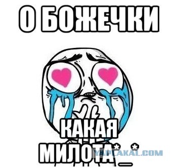 О политических разногласиях на ЯПе...