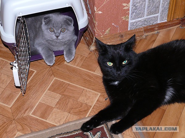 Котовторник 09.09.2014