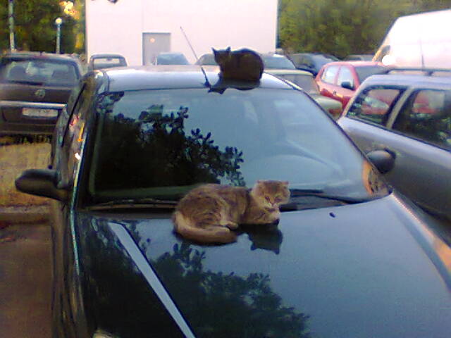Котовторник 09.09.2014