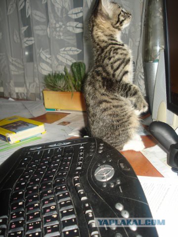Котовторник 04.11.2014