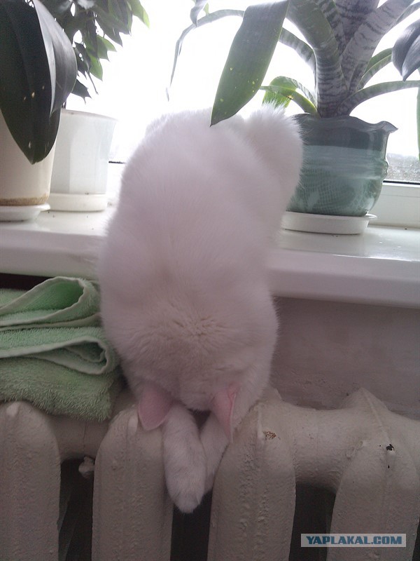 Котовторник