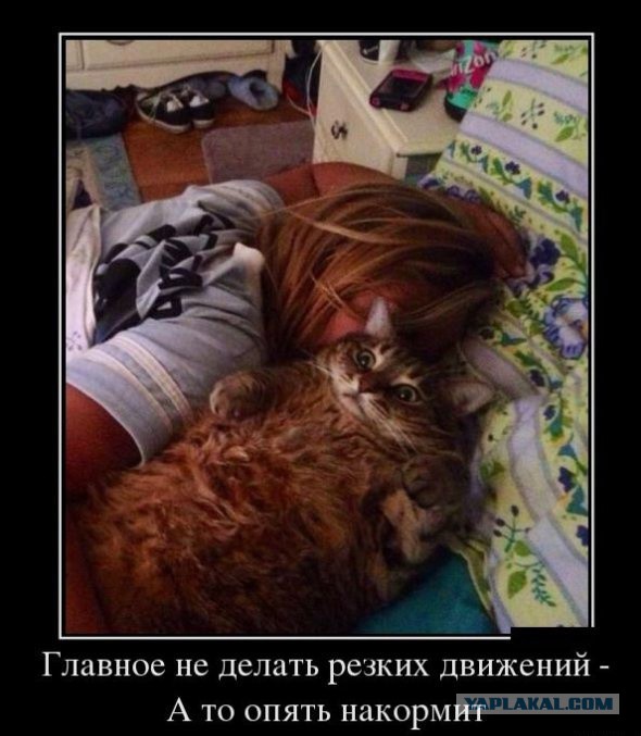Демотиваторы вторника