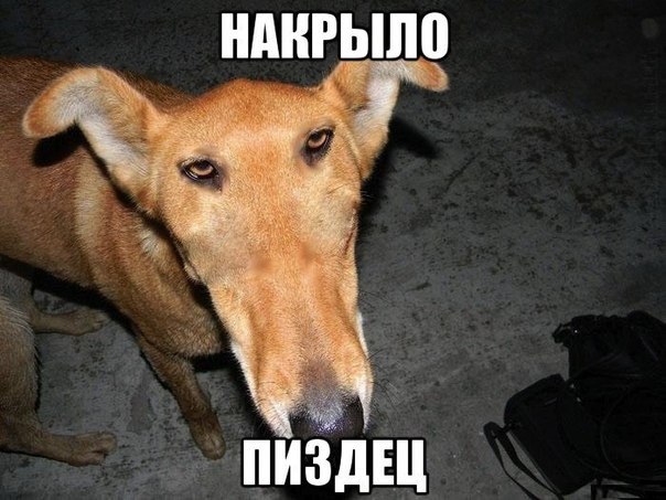 Картинки из сети