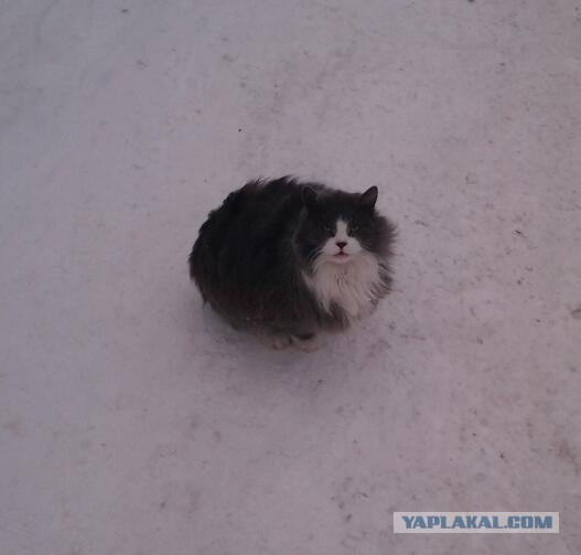 Котовторник