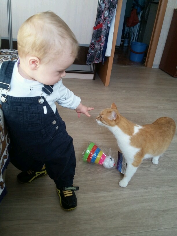 Котовторник 11.08.2015