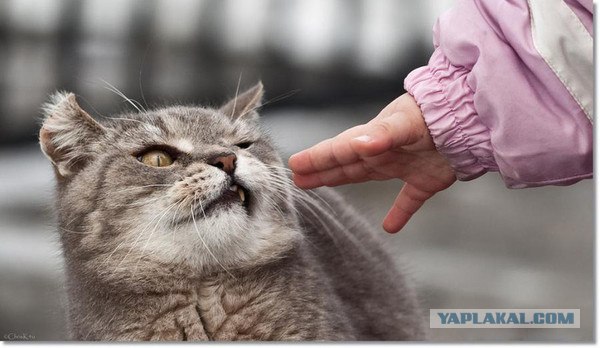 День кошек в России