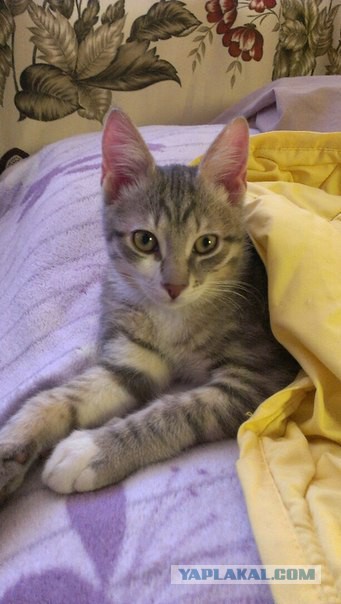 Котовторник 29-09-2015,