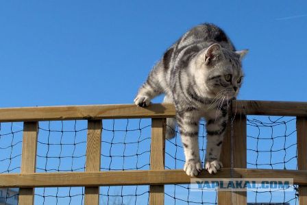 Котооо-о-о-вторник