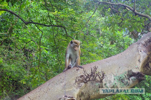 Самостоятельное путешествие в Шри-Ланку