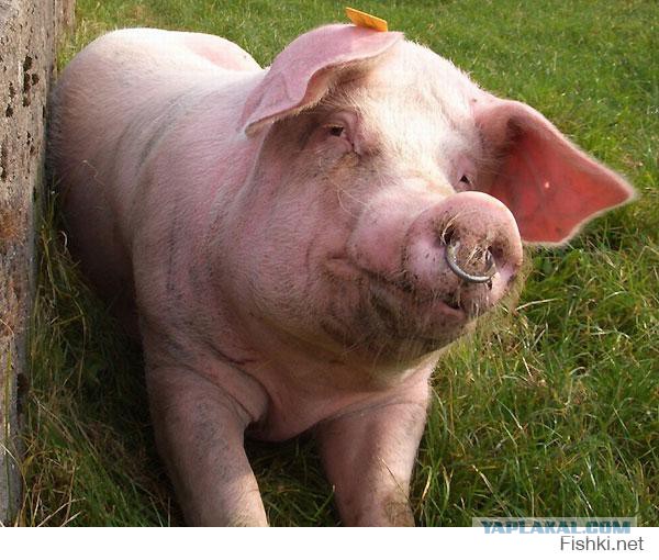 Кому идейку для новой причёски