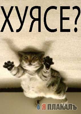 Коты, кошки, котята