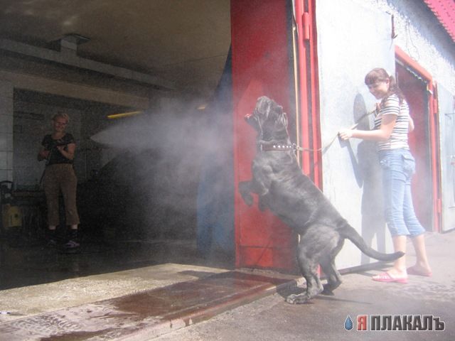 СОБАКИ и ЩЕНКИ. Все про собак!
