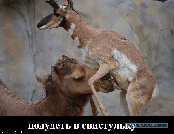 Подборка веселых картинок на выходные