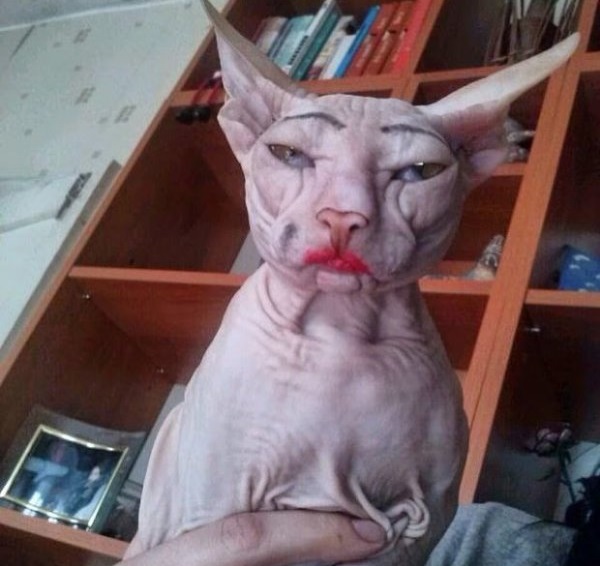 Ужасы и приколы из соцсетей 18+