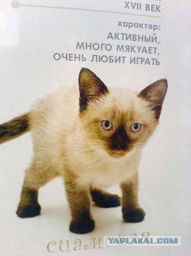 Подборка интересных и смешных картинок